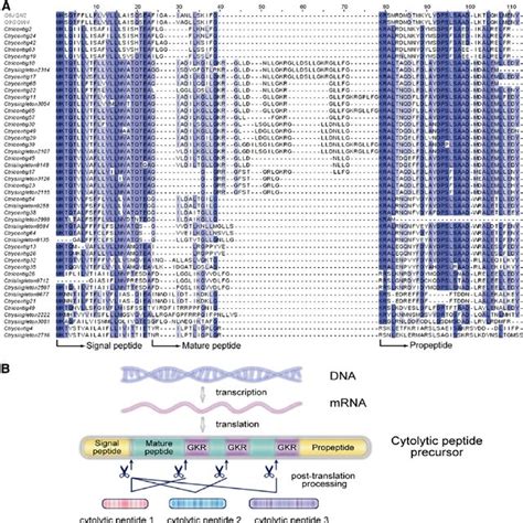 chaerilus philippinus venom|Molecular diversity of Chaerilidae venom peptides  .